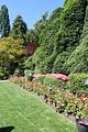 118 - Butchard Gardens  - IMG_1611
